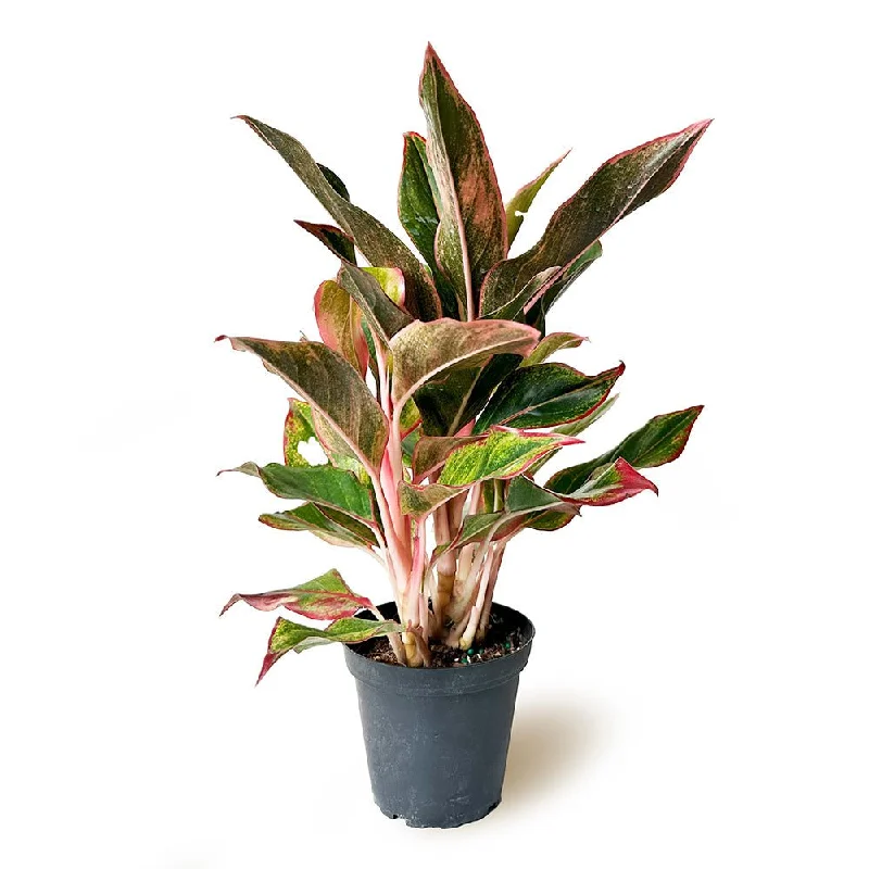 Aglaonema Super Maria aka Chinese Evergreen 8 Inches