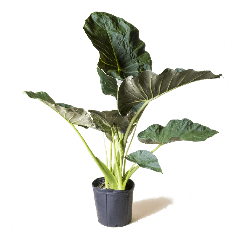 Alocasia Regal Shields 10 Inch Pot