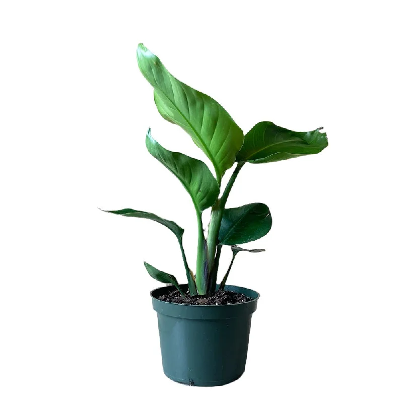 Bird Of Paradise 6 Inch Pot