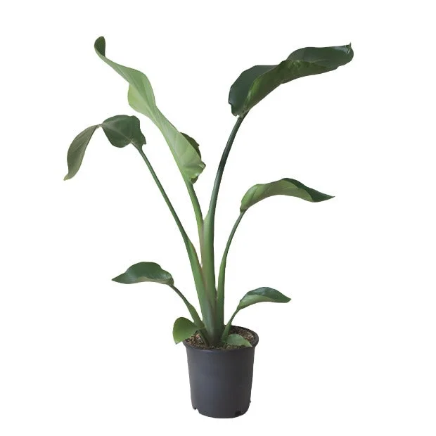 Bird Of Paradise 7 Inch Pot