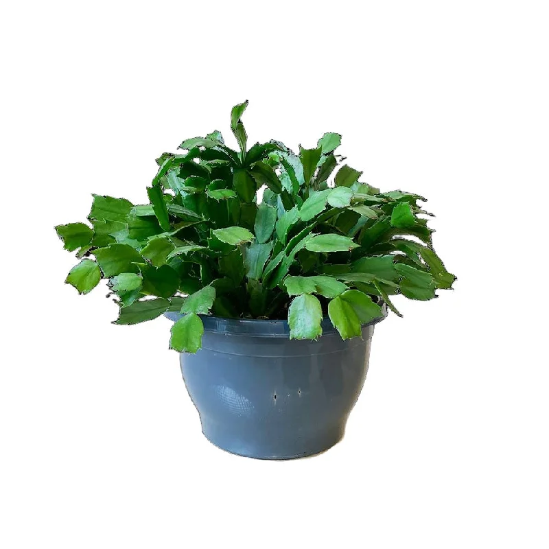 Christmas Cactus 8 Inch Pot