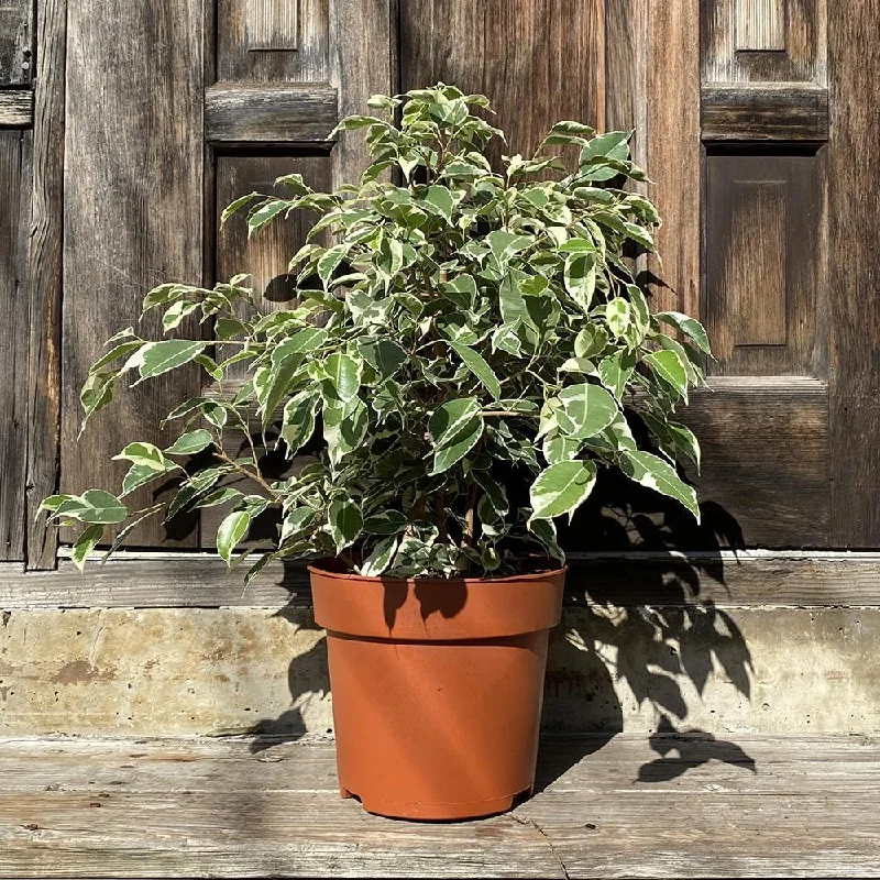 Ficus Benjamina 8 Inch Pot