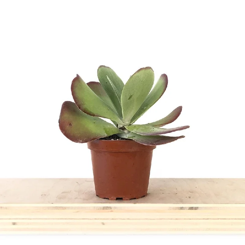 Flap Jack Succulent 4 Inch Pot