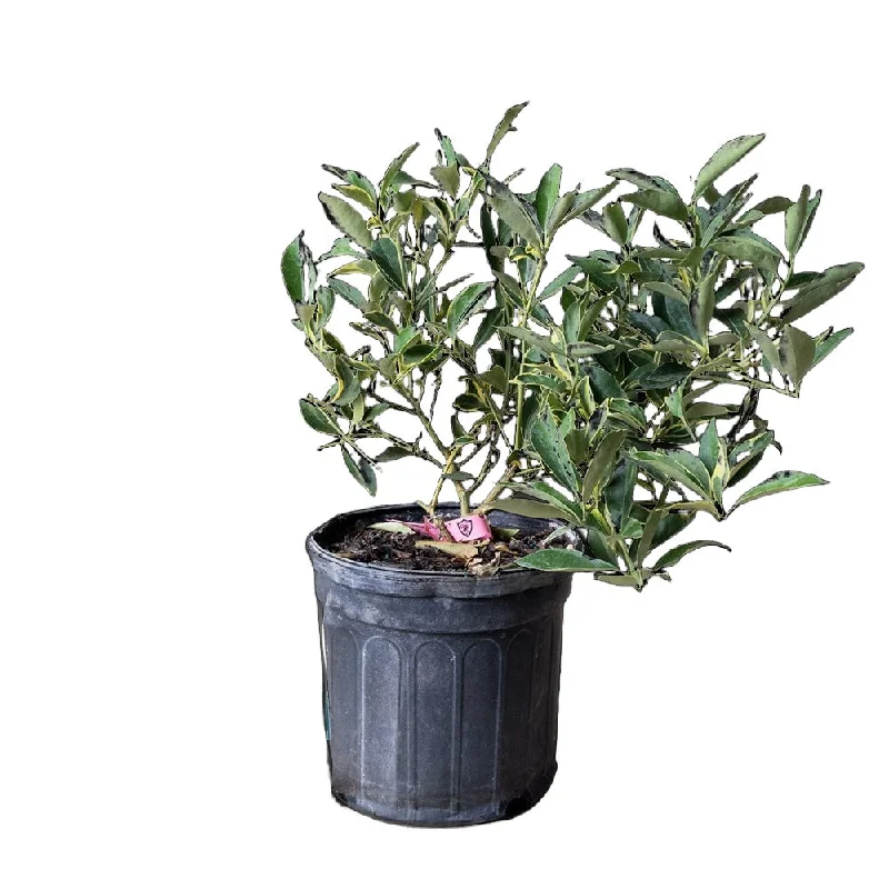 Kumquat Tree 8 Inch Pot