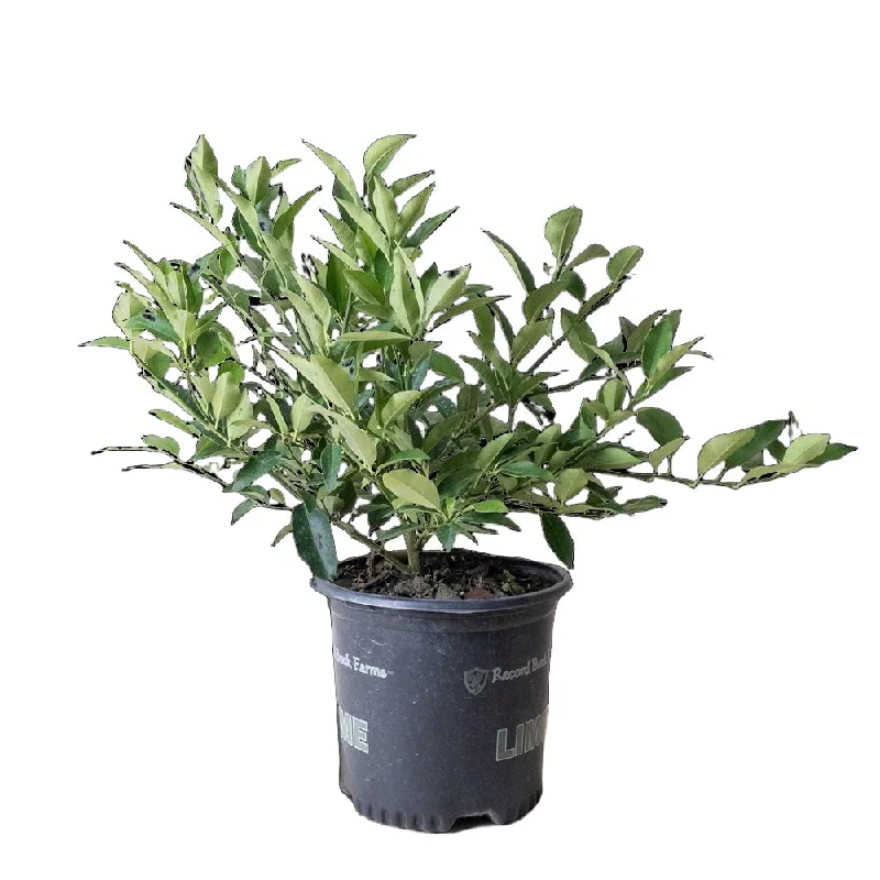 Lime Tree 8 Inch Pot