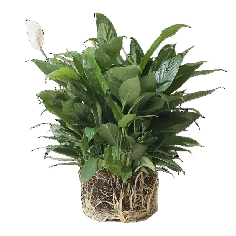 Peace Lily 8 Inch Pot