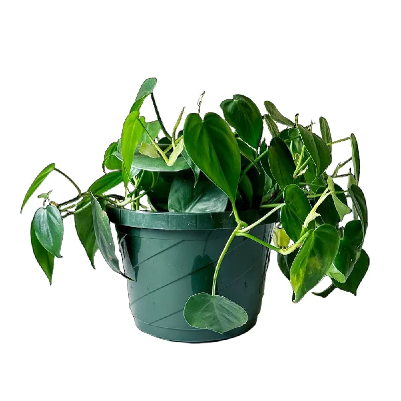 Philodendron Heartleaf 8 Inch Pot