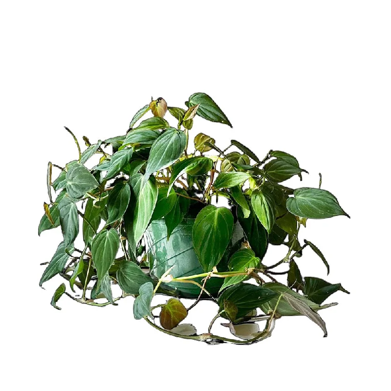 Philodendron Micans 8 Inch Pot