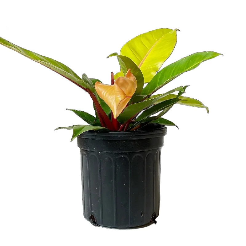 Philodendron Prince Of Orange 8 Inch Pot