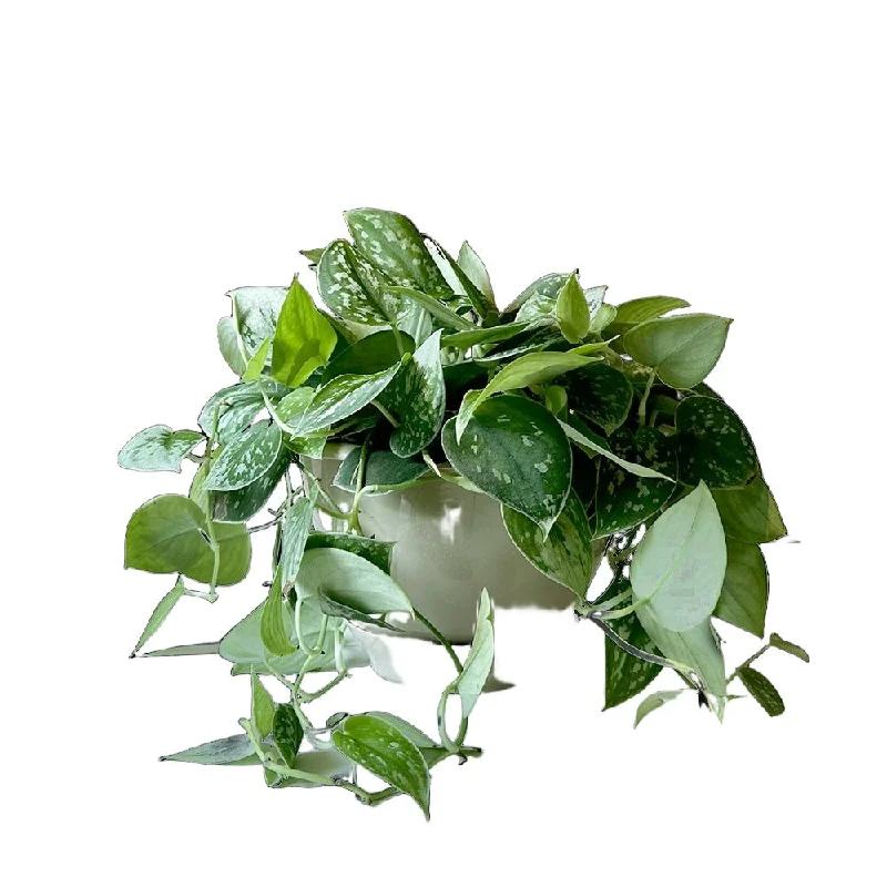 Philodendron Scindapsus 8'' Pot