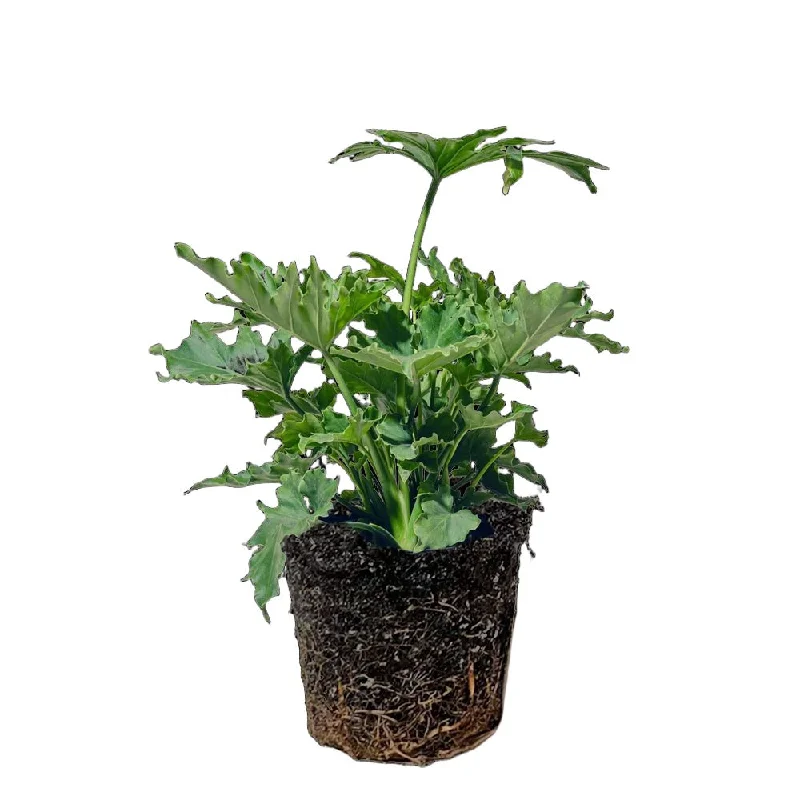 Philodendron Selloum 8 Inch Pot