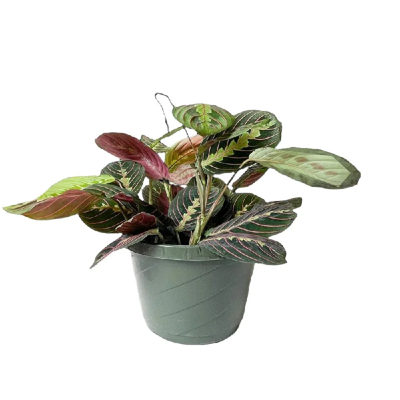 Prayer Plant Red 8 Inch Pot