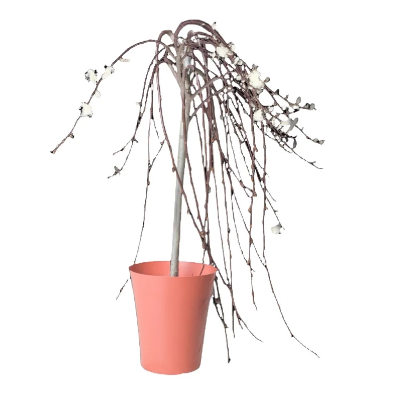 Pussy Willow 6 Inch Pot