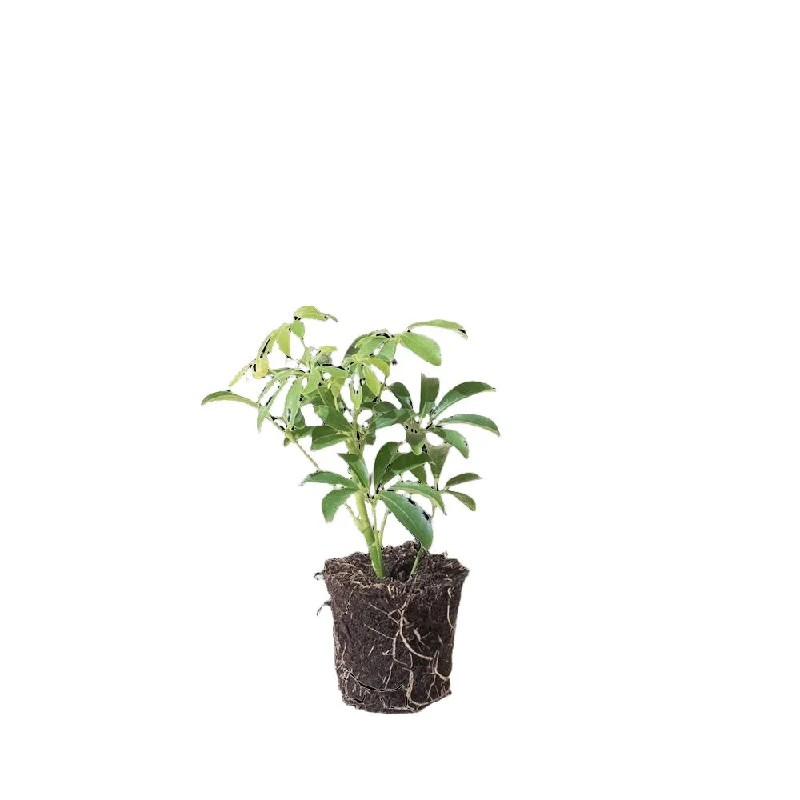 Schefflera Arboricola 4 Inch Pot