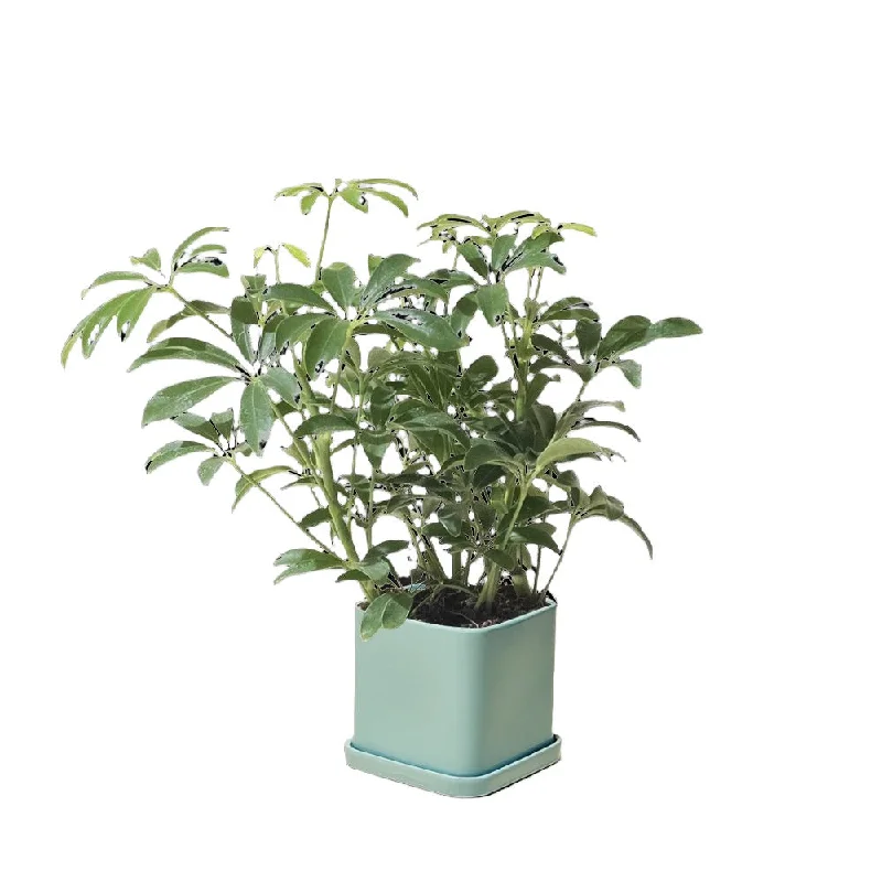 Schefflera Arboricola 5 Inch Pot