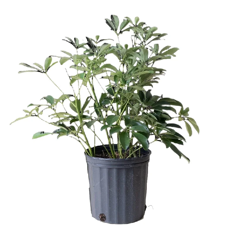 Schefflera Arboricola Bush 8 Inch Pot