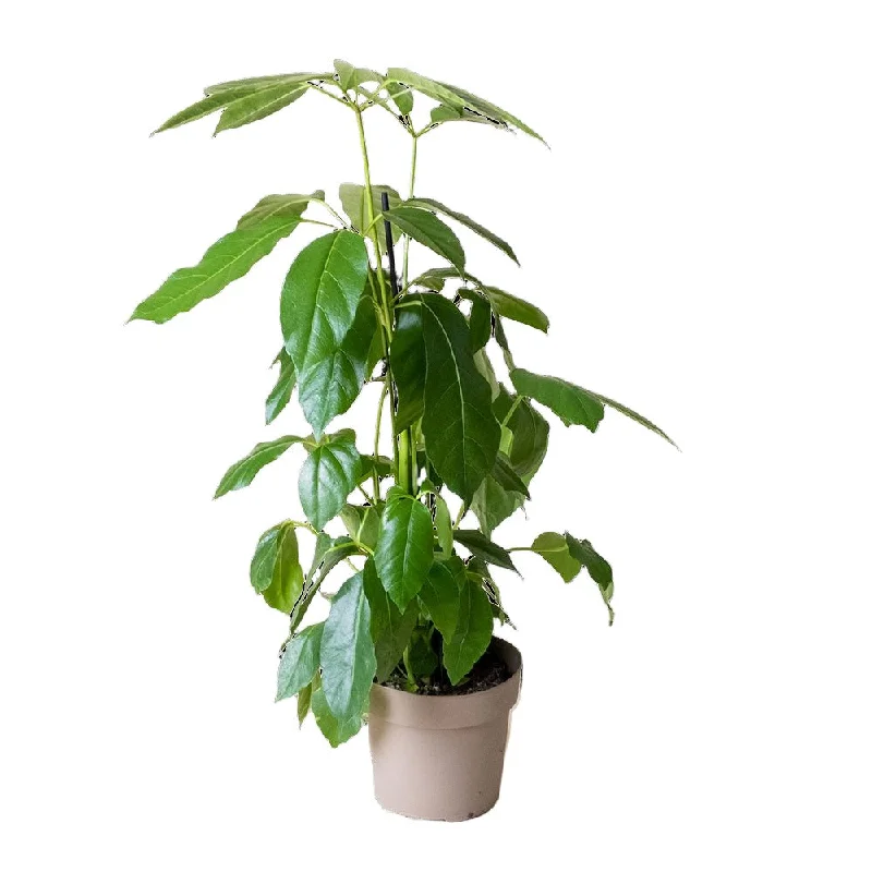 Schefflera Umbrella Tree 7 Inch Pot