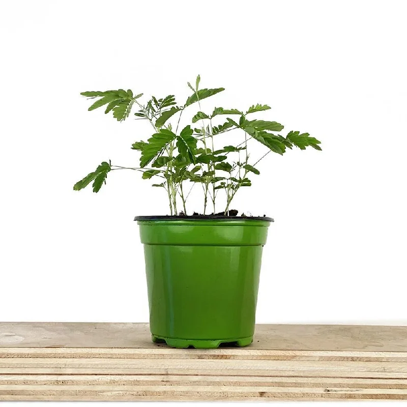 Sensitive Plant 4 Inch Pot