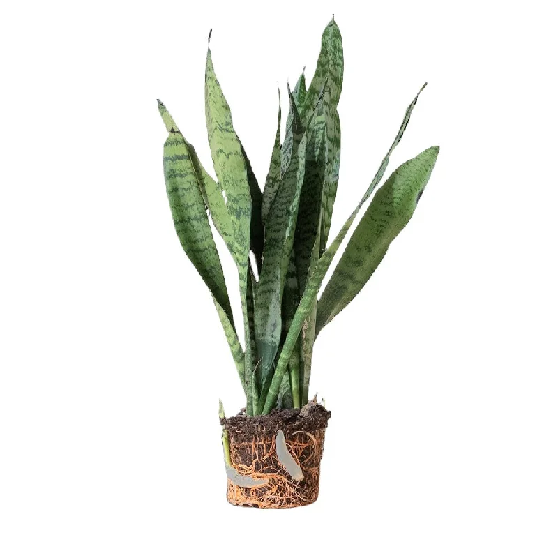 Snake Plant Black Coral 5 Inch Pot