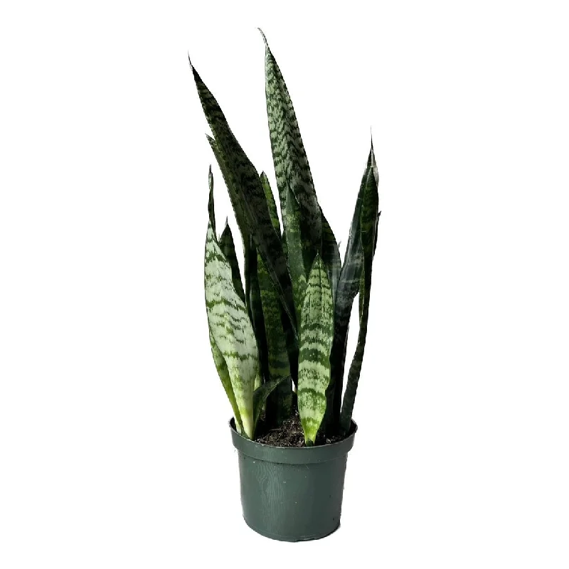 Snake Plant Black Coral 6 Inch Pot