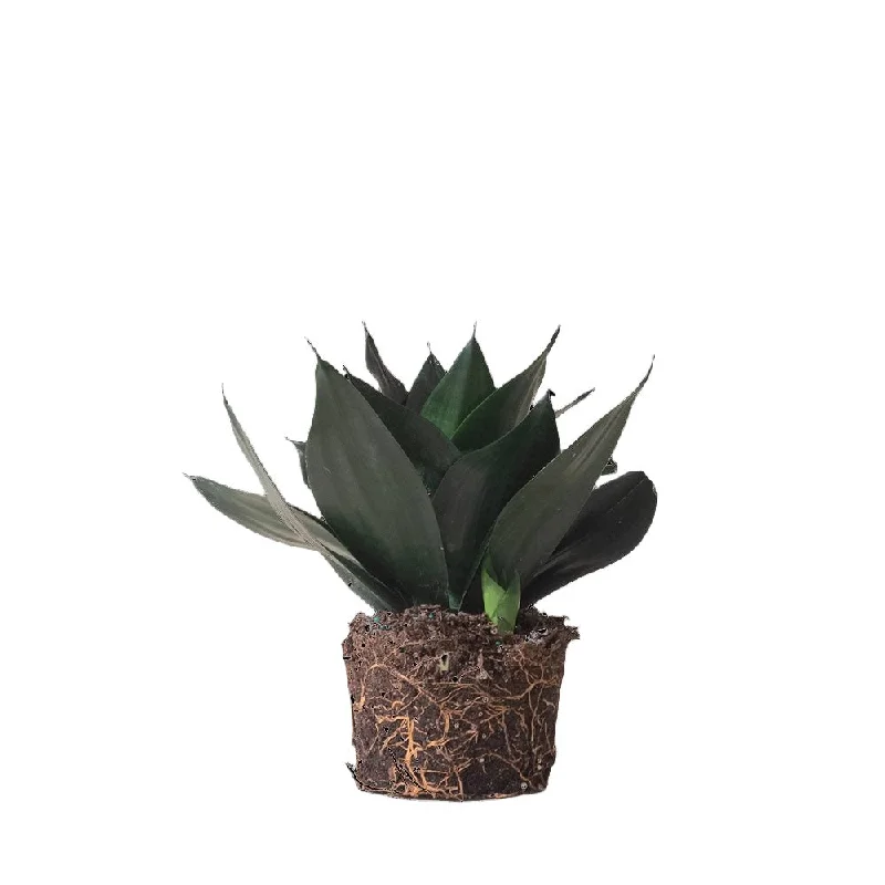 Snake Plant Black Dragon 6 Inch Pot