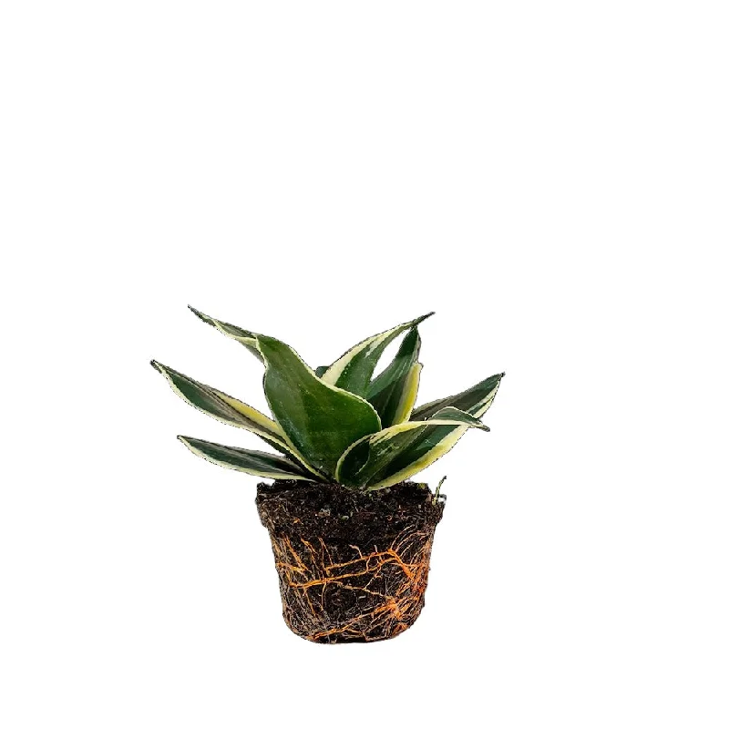 Snake Plant Black Star 4 Inch Pot