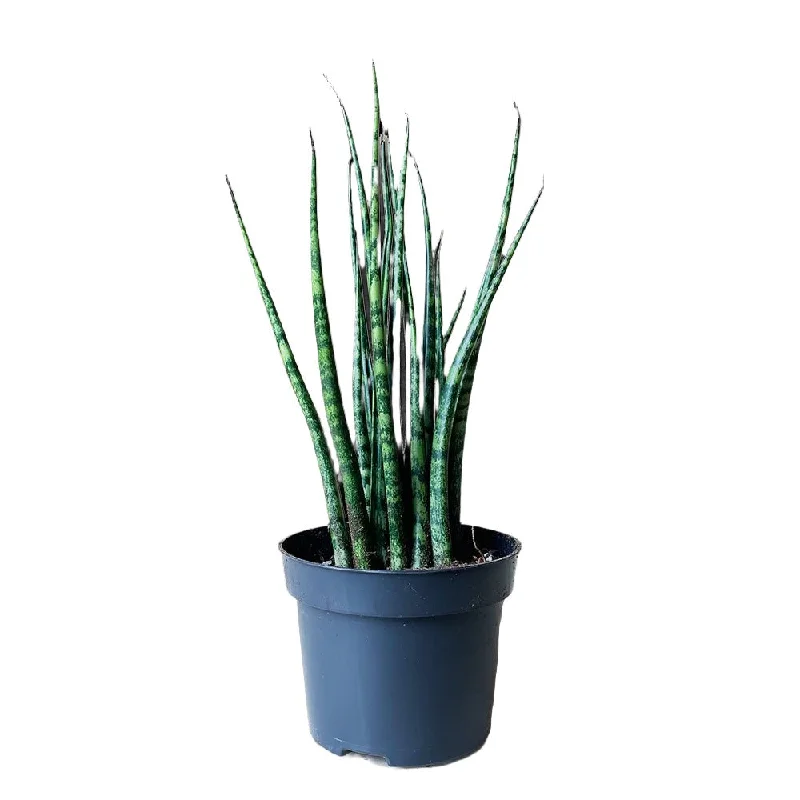 Snake Plant Fernwood 5 Inch Pot