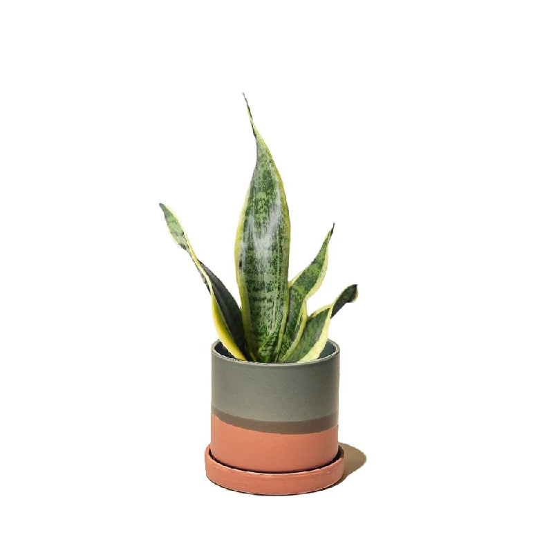 Snake Plant Futura Superba 5 Inch Pot