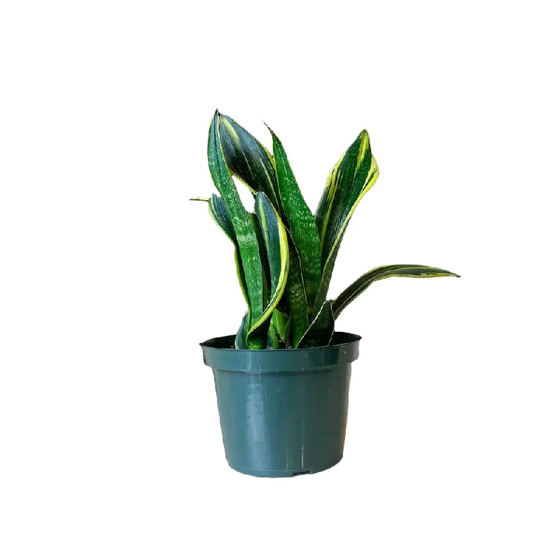 Snake Plant La Rubia 6 Inch Pot