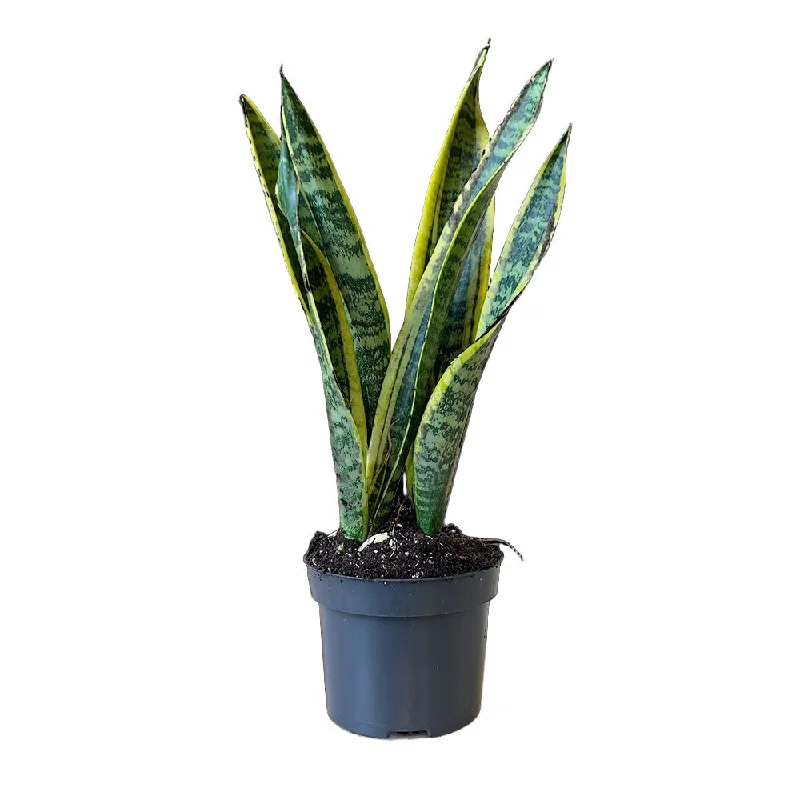 Snake Plant Laurentii 5 Inch Pot