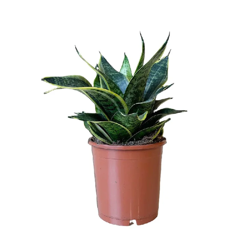 Snake Plant Laurentii 5 Inch Pot