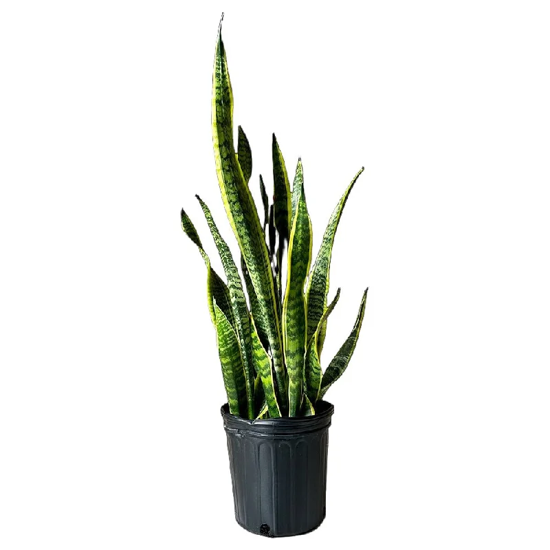 Snake Plant Laurentii 6 Inch Pot