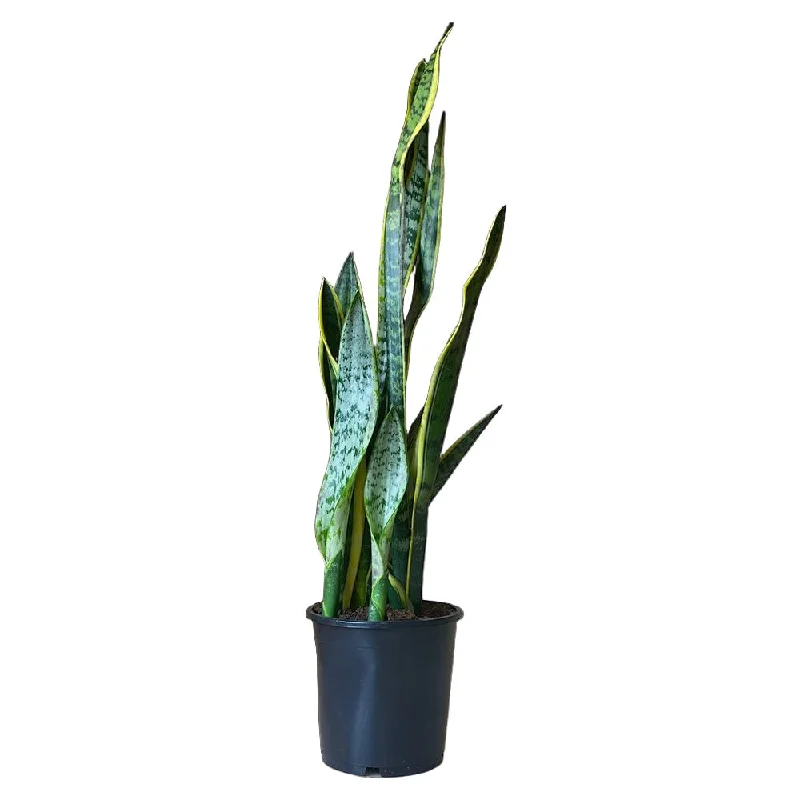 Snake Plant Laurentii 7 Inch Pot