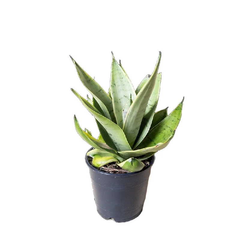 Snake Plant Night Owl 5 Inch Pot