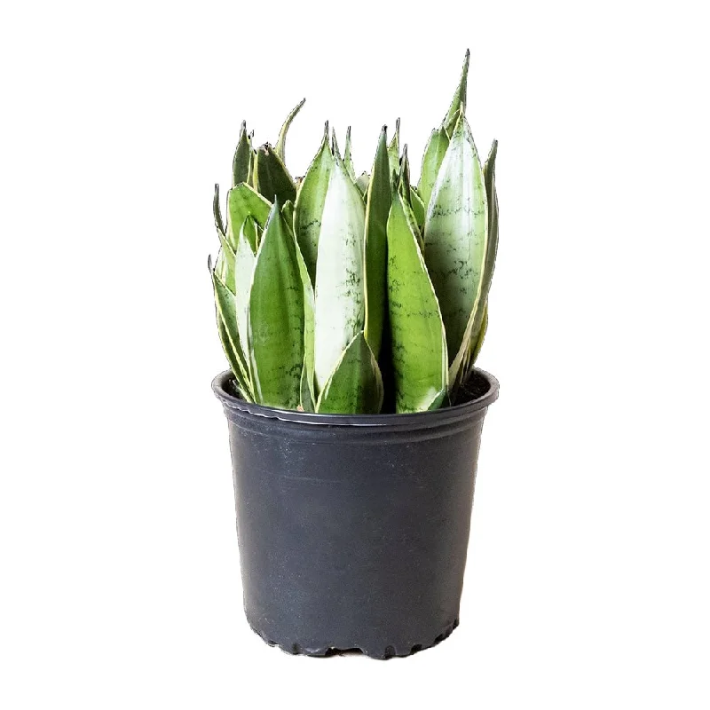 Snake Plant Night Owl 8 Inch Pot