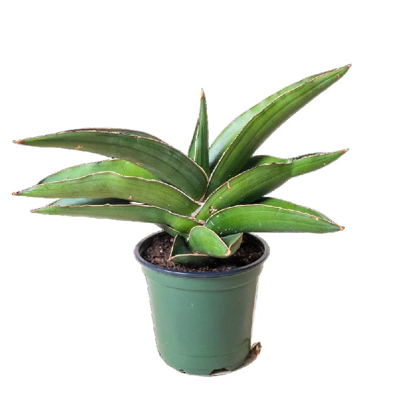 Snake Plant Samurai 4 Inch Pot