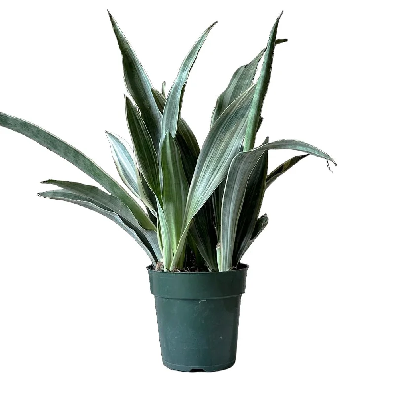 Snake Plant Sayuri 6 Inch Pot