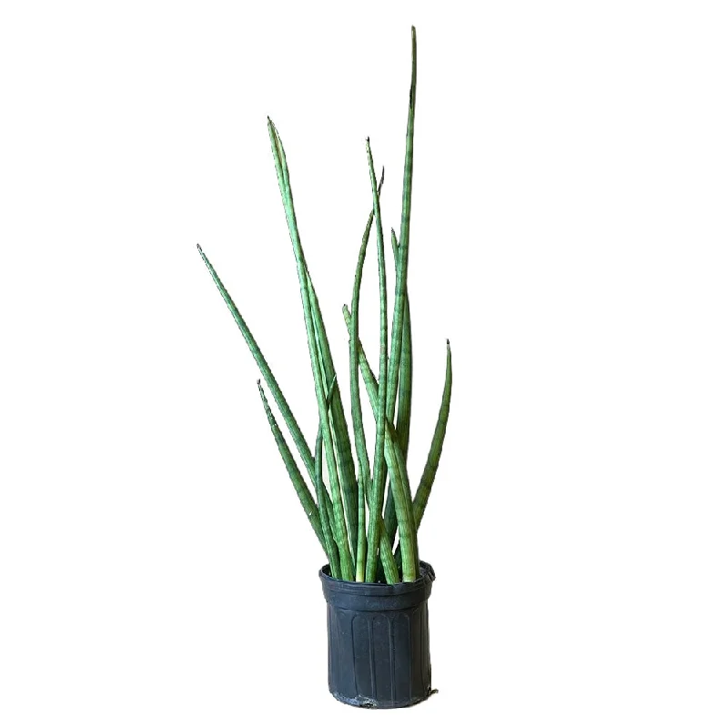 Snake Plant Starfish 8 Inch Pot