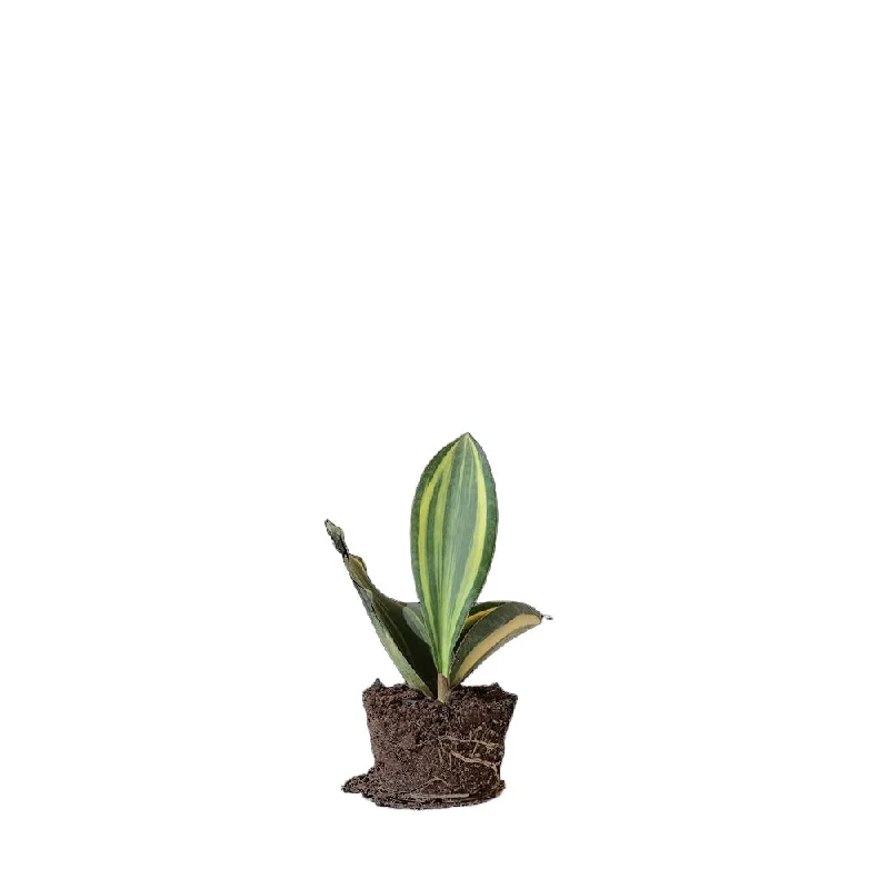 Snake Plant Whale Fin 5 Inch Pot