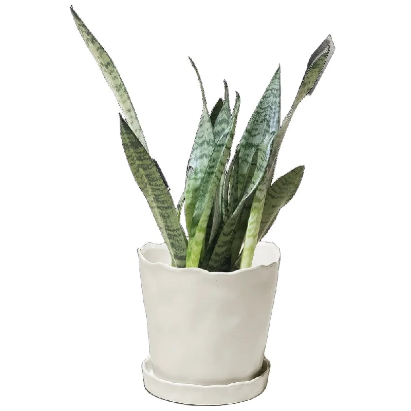 Snake Plant Zeylanica 6 Inch Pot