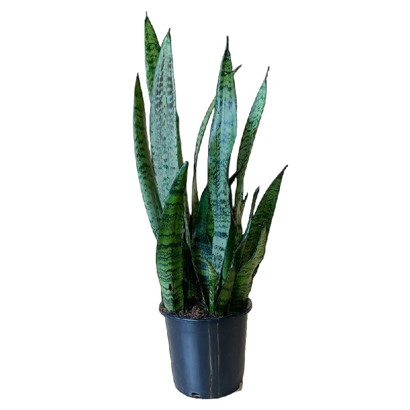 Snake Plant Zeylanica 7 Inch Pot