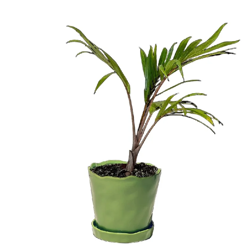 Spindle Palm 8 Inch Pot