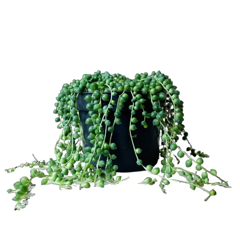 String Of Pearls 5 Inch Pot