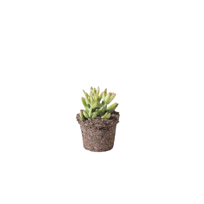 Succulent 4 Inch Pot