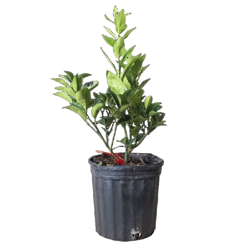 Tangerine Tree 8 Inch Pot