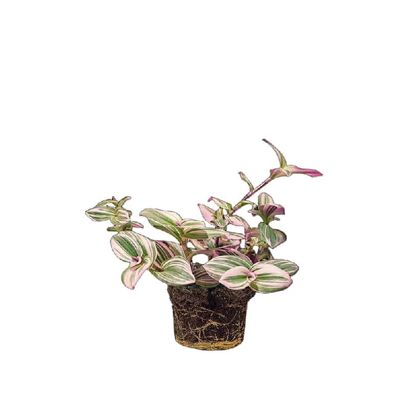 Tradescantia Nanouk 5 Inch Pot