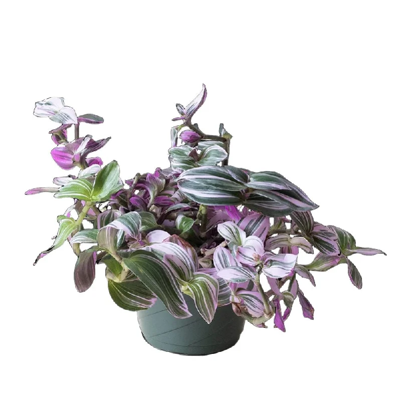 Tradescantia Nanouk 8 Inch Pot