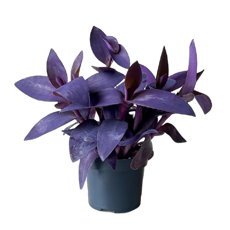 Tradescantia Purple Passion 5 Inch Pot