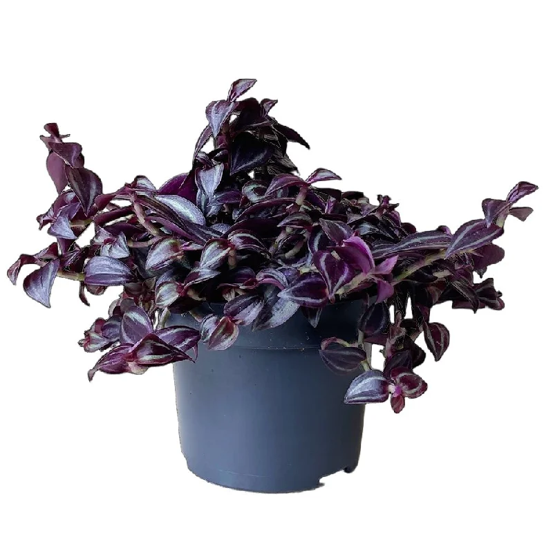 Tradescantia Purpusii 5 Inch Pot