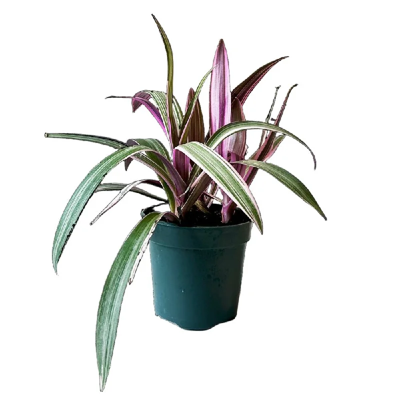 Tradescantia Rheo 4 Inch Pot